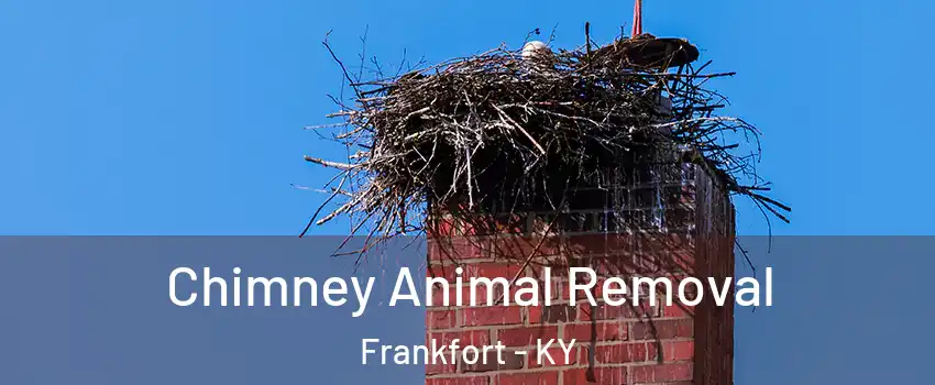 Chimney Animal Removal Frankfort - KY