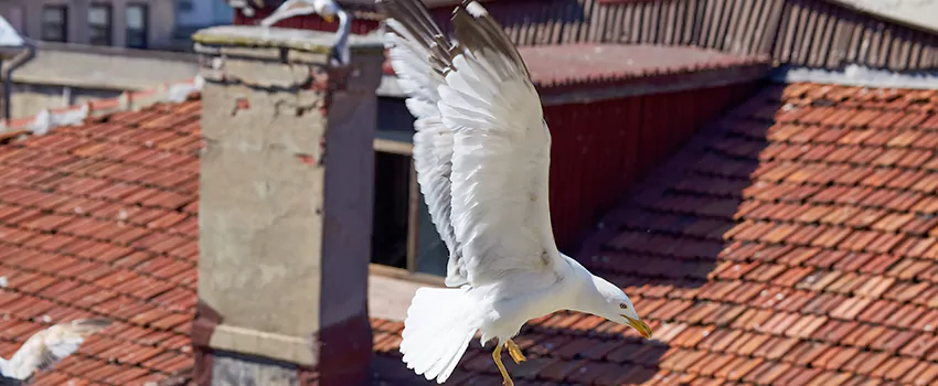 Residential Chimney Animal Removal Solution in Frankfort, KY